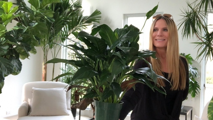 Low To No Light Plants Best Low Light, No Fuss Houseplants - Youtube Picture 147