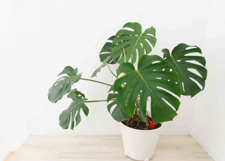Low To No Light Plants Fafard Best Bold House Plants Picture 952