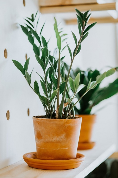 Low To No Light Plants My 5 Favorite Low Light House Plants + How To Care For Photo 236