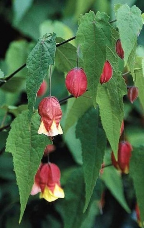 Mail Order House Plants Abutilon Megapotamicum | Plants, Summer Flowers To Plant Image 470