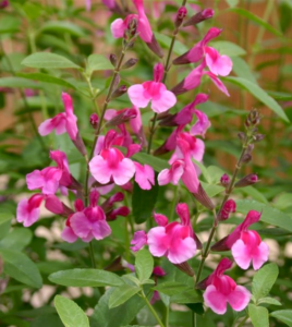 Mail Order House Plants Autumn Sage 'Icing Sugar' (Salvia Greggii) | Salvia Plants Image 228