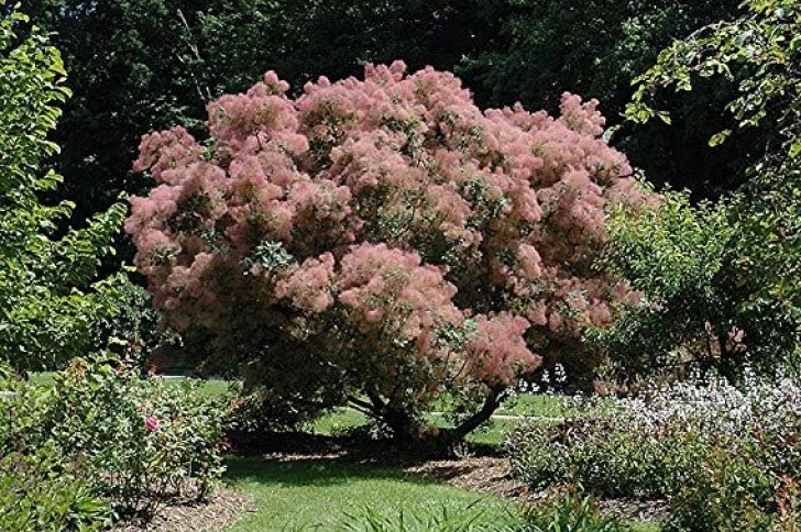 Mail Order House Plants Grace Smokebush - Cotinus - Orange - Red Fall Color! - 4 Picture 463