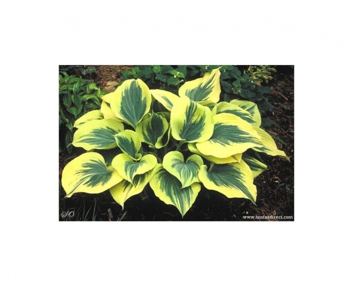 Mail Order House Plants Hosta 'Liberty' Giant Hosta (With Images) | Hosta Plants Photo 372