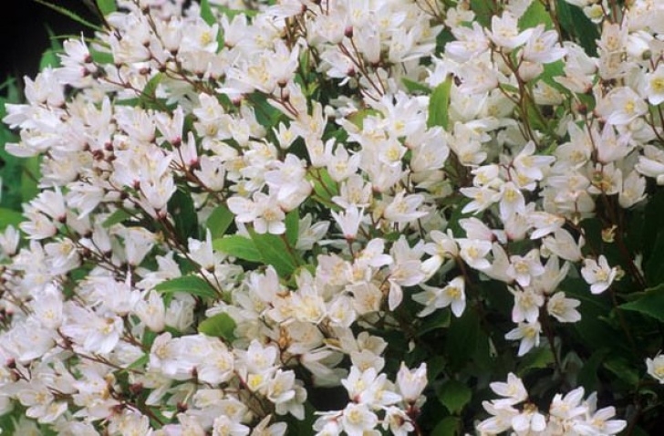 Mail Order House Plants Ideal For Small Gardens, Deutzia Gracilis 'Nikko' Is Image 476
