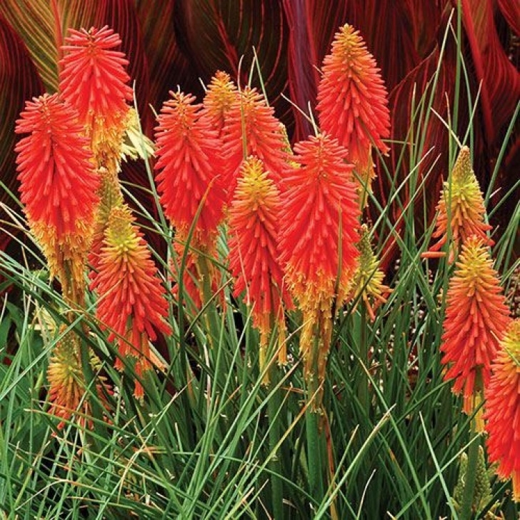 Mail Order House Plants 'Papaya Popsicle' Kniphofia | Perennials, Plants, Dry Garden Image 412