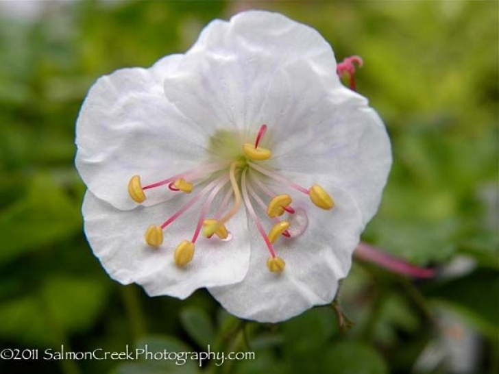 Mail Order House Plants Pin On The Garden Image 088