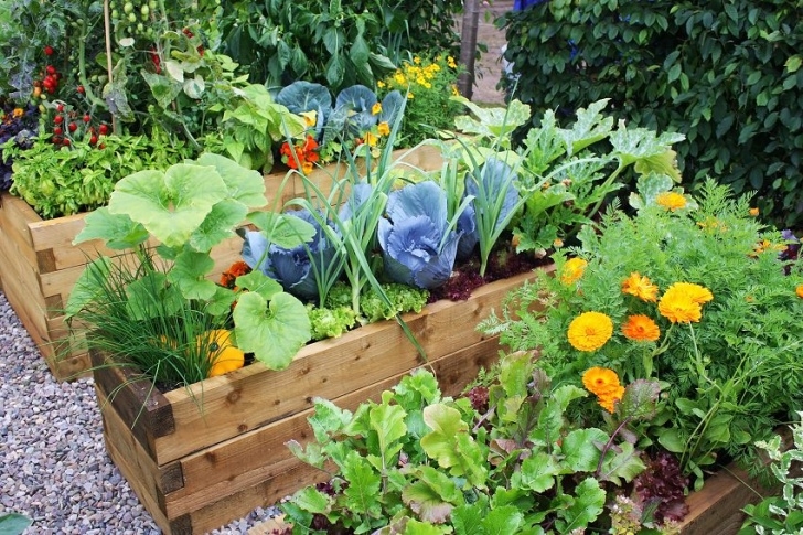 Making A Vegetable Garden How To Make An Urban Vegetable Garden | City Vegetable Garden Photo 721