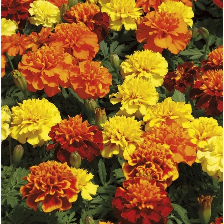 Marigold Companion Plants 1.25-Quart French Marigold (Dwarf) (L17086) | Flower Seeds Picture 801