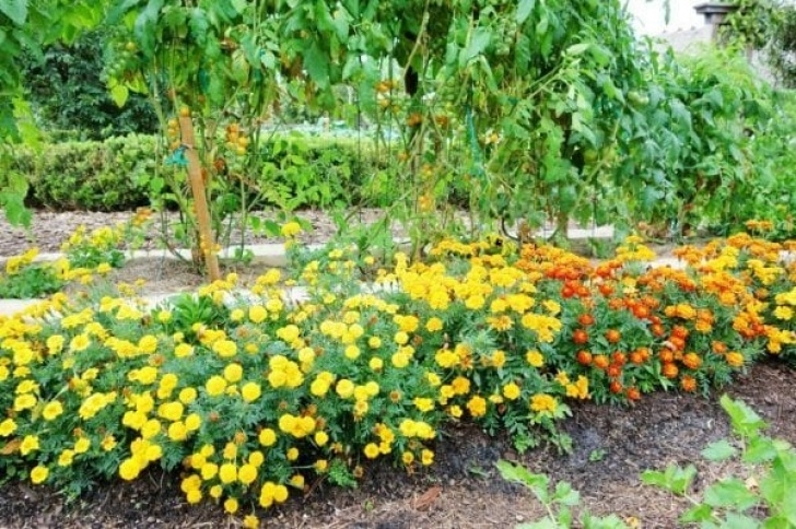 Marigold Companion Plants 28 Companion Planting Combinations To Grow The Tastiest Photo 954