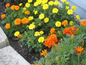 Marigold Companion Plants Give Your Flowers Some Companions, Part 1 | Yard Ideas Picture 099