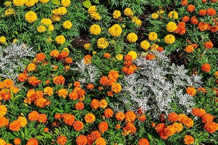 Marigold Companion Plants How To Plant, Grow, And Care For Marigolds | Plants Image 162