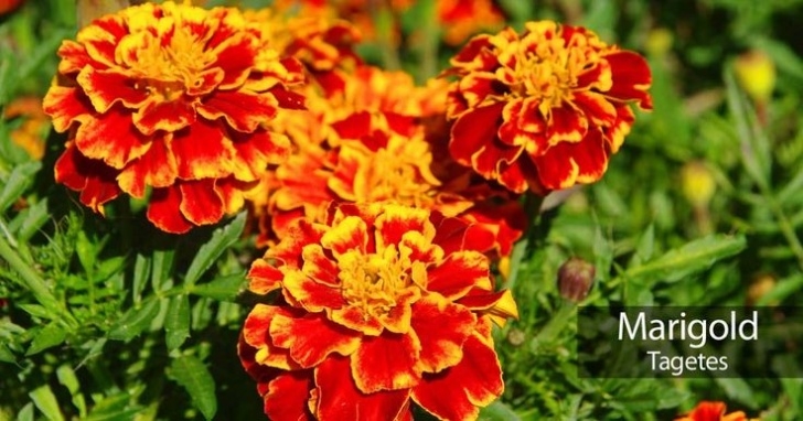 Marigold Companion Plants Marigold Flowers: How To Plant, Grow And Care For Image 878