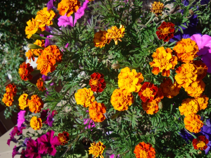 Marigold Companion Plants Marigolds As Companion Plants | Kardeş Bitkiler Yöntemi Photo 825