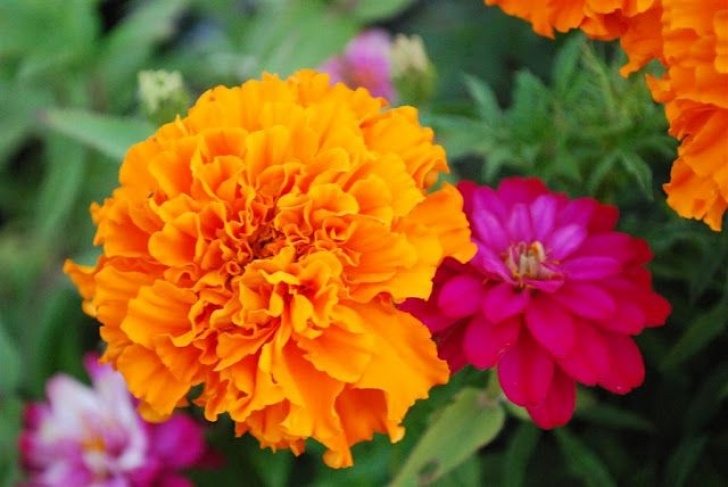 Marigold Companion Plants Pin On Children Photo 193