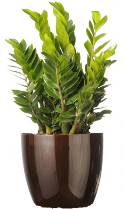 Medium Light Indoor Plants Medium Light Plants - Page 2 Picture 969