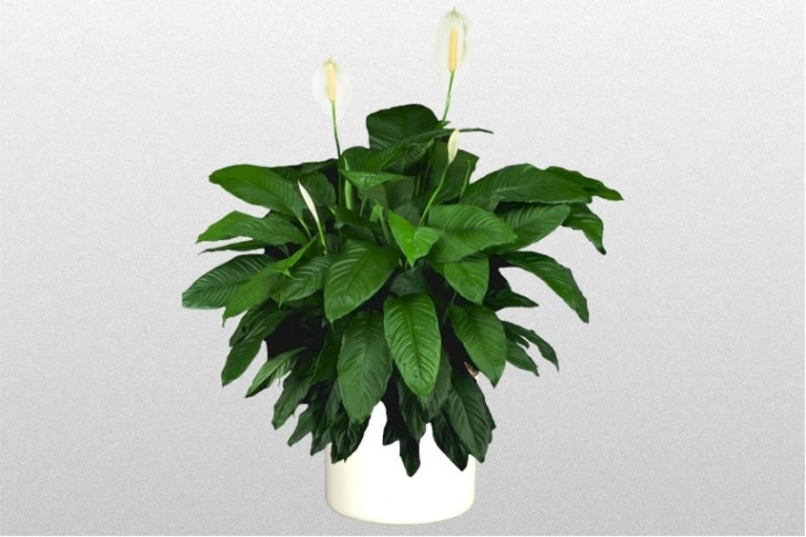 Medium Light Indoor Plants Medium Light Plants Photo 038