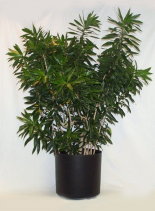 Medium Light Indoor Plants Nature Indoors Has A Wide Variety Of Office Plants For Any Picture 949