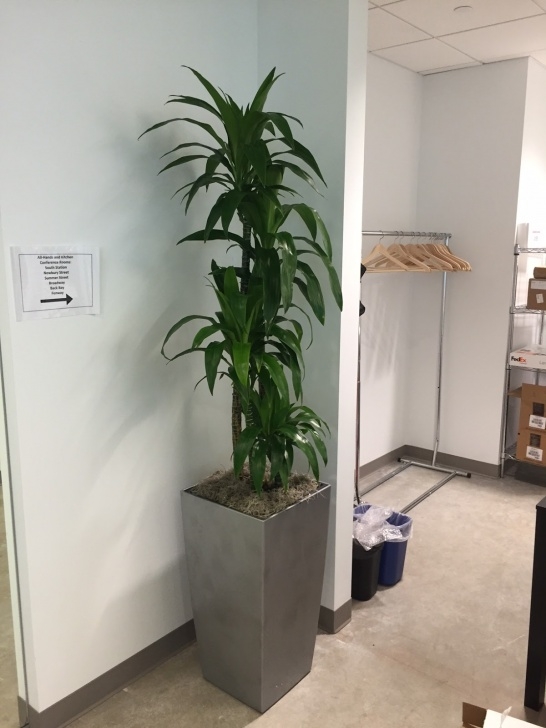 Medium Light Indoor Plants Pdi Plants Blog: October 2015 Image 063