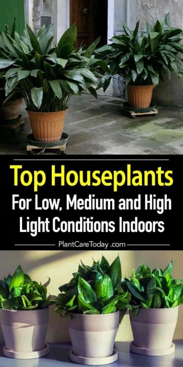 Medium Light Indoor Plants Top Houseplants For Low, Medium And High Light Conditions Image 016