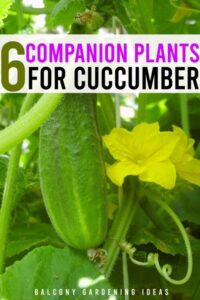 Melon Companion Plants Best Companion Plants For Cucumbers In The Garden In 2020 Photo 282