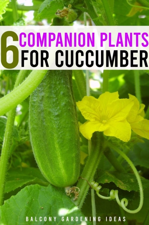 Melon Companion Plants Best Companion Plants For Cucumbers In The Garden In 2020 Photo 282