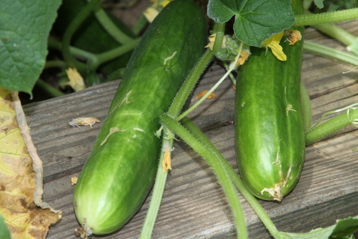 Melon Companion Plants Companion Planting Helps Garden Vegetables Grow - Simplemost Photo 044