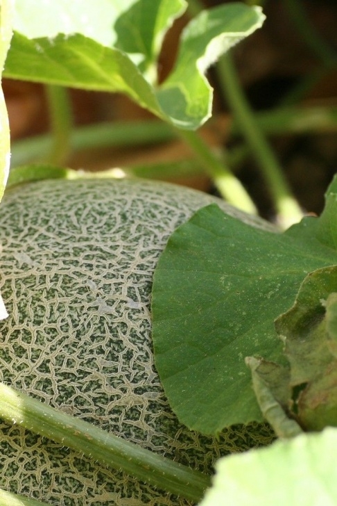 Melon Companion Plants Planting Cantaloupe – How To Grow Cantaloupe Melons (With Image 820