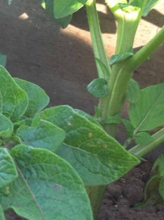 Melon Companion Plants Planting Day 3-25-17 | Welcome To Freedom Image 982