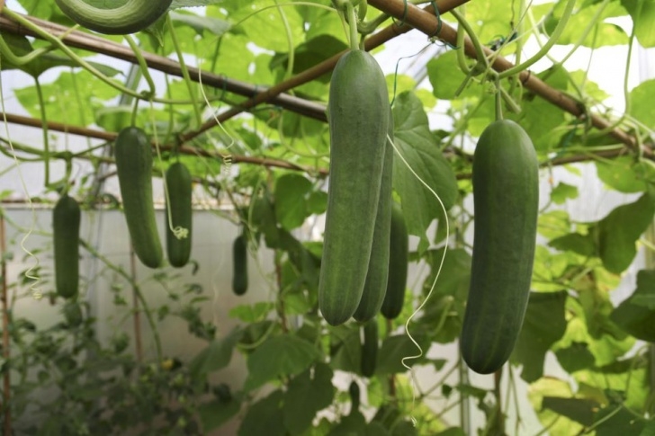 Melon Companion Plants The Best Companion Plants For Cucumbers In The Garden Photo 906