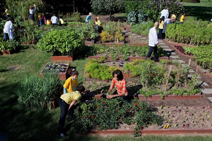 Michelle Obama Vegetable Garden File:michelle Obama And White House Chefs Join Children To Picture 204