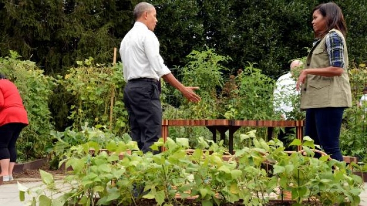 Michelle Obama Vegetable Garden First Lady Michelle Obama Is Going All-Out To Preserve Photo 328