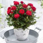 Mini Rose Care Indoors Buy House Plants Now Potted Rose 'Karina' | Bakker Picture 615