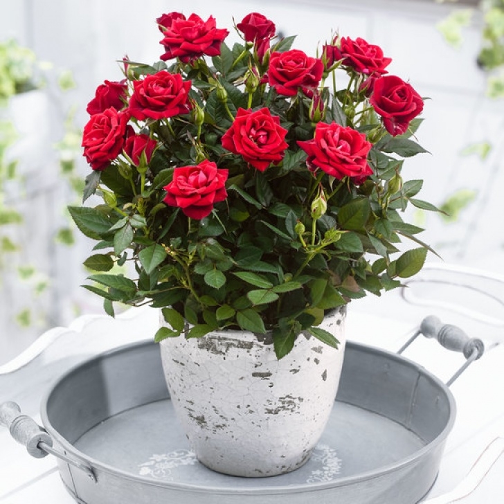 Mini Rose Care Indoors Buy House Plants Now Potted Rose 'Karina' | Bakker Picture 615