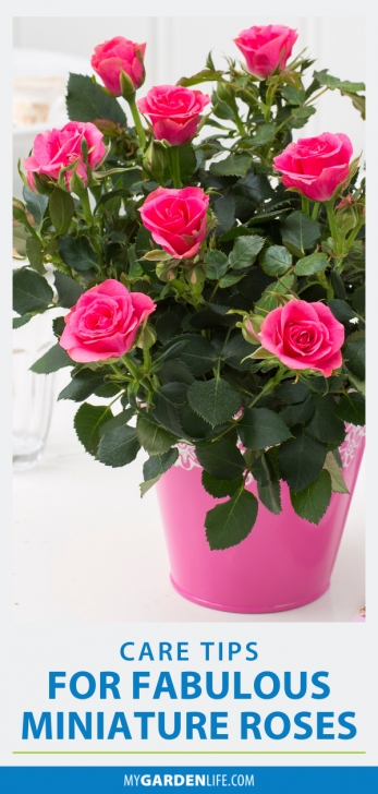 Mini Rose Care Indoors Do You Have A Potted Mini Rose In Your Indoor Garden, But Picture 713
