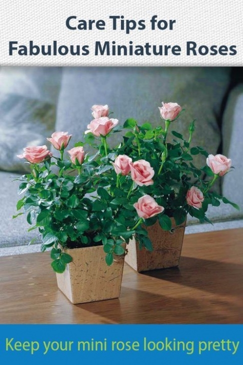 Mini Rose Care Indoors Got A Potted Miniature Rose? These Care Tips Will Keep It Image 196