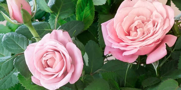 Mini Rose Care Indoors How To Care For An Indoor Rose Plant | Blossoming Gifts Image 240