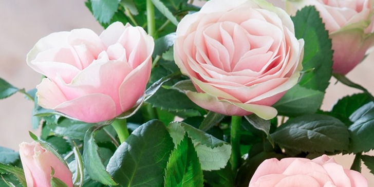 Mini Rose Care Indoors How To Care For An Indoor Rose Plant | Blossoming Gifts Photo 826