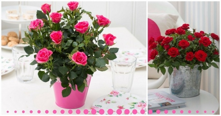 Mini Rose Care Indoors How To Take Care Of Mini Roses | Gallery Ideas Image 098