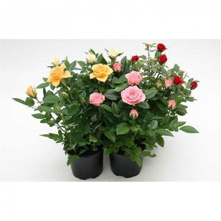 Mini Rose Care Indoors Mini Rose Houseplant - 10.5Cm At Homebase.co.uk Image 791