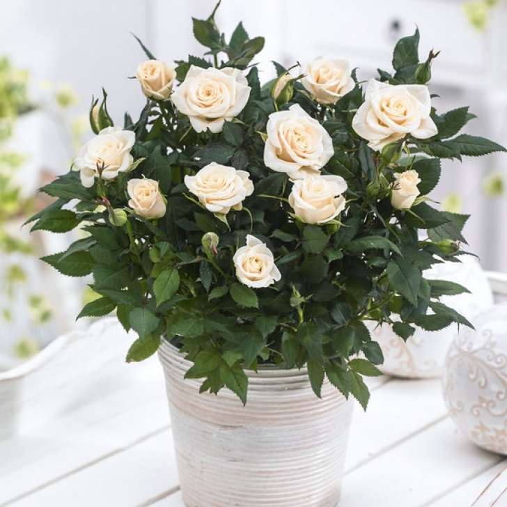 Mini Rose Plant Indoor Care Buy House Plants Now Potted Rose 'Freja' | Bakker Picture 223