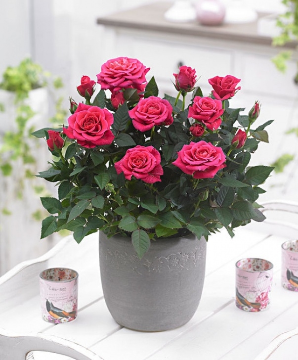 Mini Rose Plant Indoor Care Buy House Plants Now Potted Rose Parade® 'Saki' | Bakker Photo 719