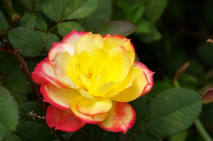 Mini Rose Plant Indoor Care How To Care For Indoor Mini Roses | Planting Roses Image 600