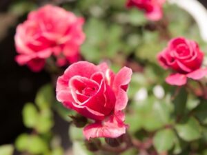 Mini Rose Plant Indoor Care Miniature Kordana Roses | Planting Roses, Rose Garden Picture 100