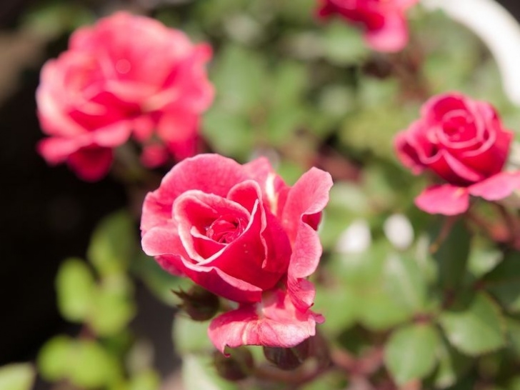 Mini Rose Plant Indoor Care Miniature Kordana Roses | Planting Roses, Rose Garden Picture 100