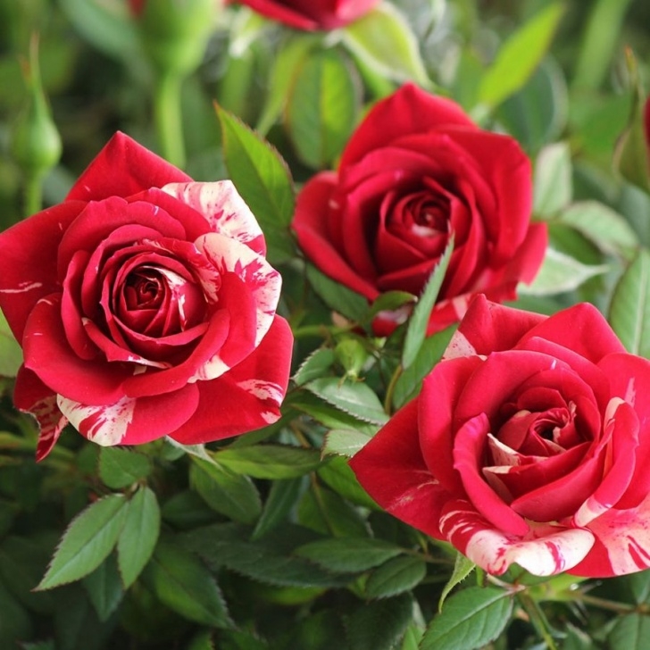 Mini Rose Plant Indoor Care Parade Roses Colors &amp; Care | Rose, Indoor Flowers, Flowers Picture 818