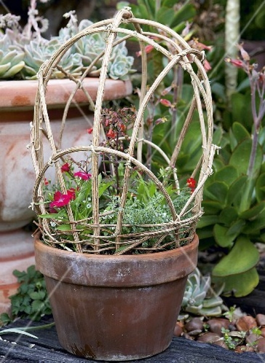 Mini Trellis For Potted Plants Flowering Plants In Terracotta Pot With Small Wicker Photo 385