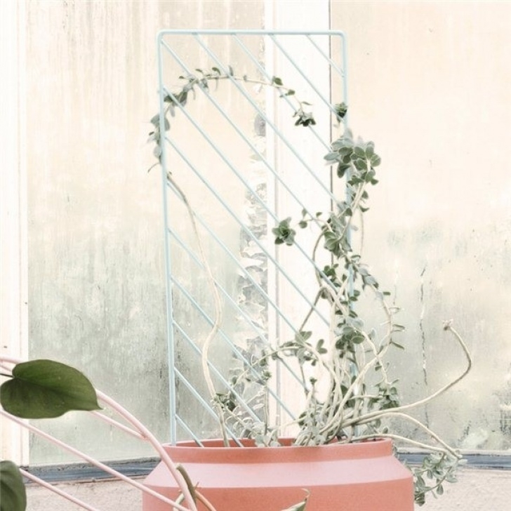 Mini Trellis For Potted Plants High Achievers: Trellises And Pots For Indoor Vines And Photo 379