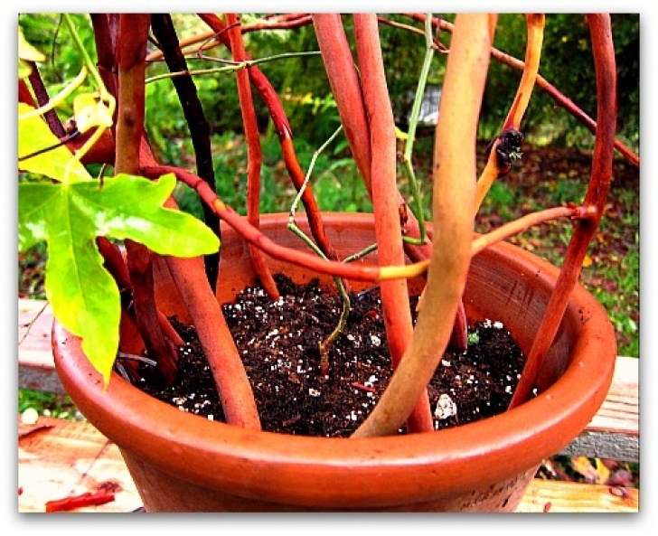 Mini Trellis For Potted Plants How To Make A Trellis For Your Potted Plants - Tall Clover Picture 875