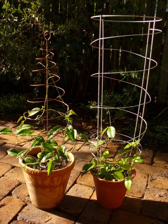 Mini Trellis For Potted Plants Hoya Garden: New Pot Trellises Picture 209
