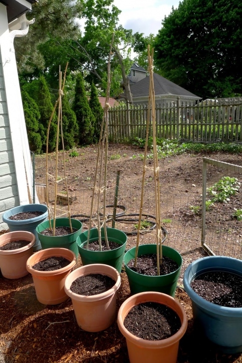 Mini Trellis For Potted Plants Less Noise, More Green: Making Garden Teepees Picture 278